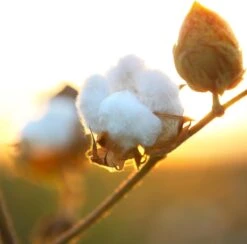 Air Wick Freshmatic Assainisseur D'Air Douceur De Katoen - Recharge - 3x250ml 14 Air Wick Freshmatic Assainisseur D'Air Douceur De Katoen - Recharge - 3x250ml -NIVEA shop 1200x1183