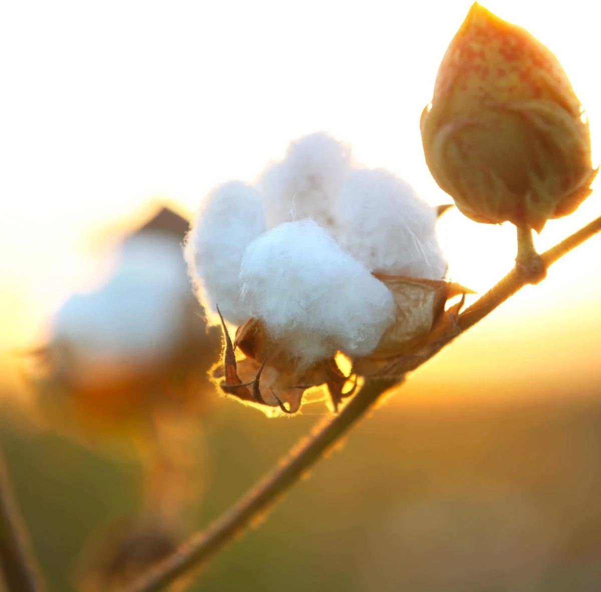 Air Wick Freshmatic Assainisseur D'Air Douceur De Katoen - Recharge - 3x250ml 8 Air Wick Freshmatic Assainisseur D'Air Douceur De Katoen - Recharge - 3x250ml – Image 6