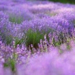 Air Wick - Pure - Huiles Essentielles - Relaxant - Spray Assainisseur D'air - 3 X 250 Ml -NIVEA shop 1200x1200 80