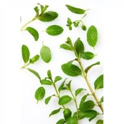 Nivea Men Cool Kick Shower Gel 250ml (8.45fl Oz) -NIVEA shop nivea men cool kick shower gel 250ml 2