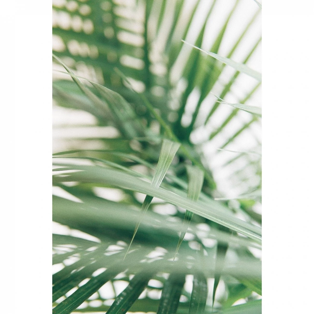 Nivea Pure & Natural Fresh Sensation Deodorant Roll-On 50ml (1.69fl Oz) 4 Nivea Pure & Natural Fresh Sensation Deodorant Roll-On 50ml (1.69fl Oz) – Image 2